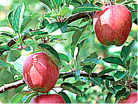 ichiryu apple