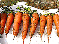Carrots under snow